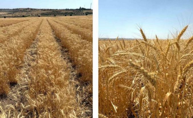 ETİ’den kurak iklim koşullarına dayanıklı yerli buğday çeşidi