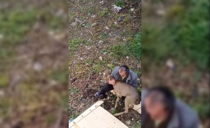 Görele’de araçlara çarpan yaralı karaca derede bulundu