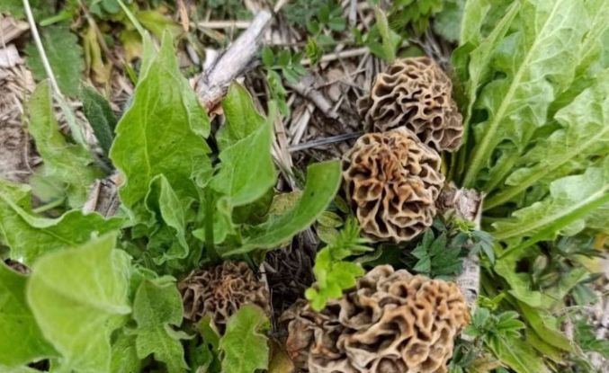 Hisarcık’ta kuzugöbeği sezonu açıldı