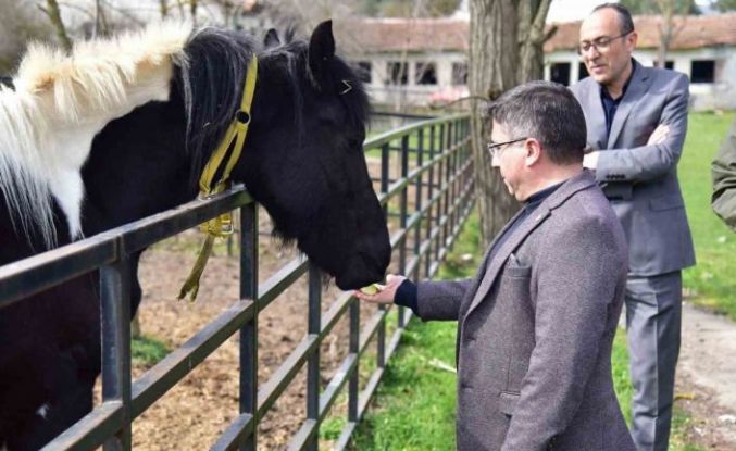 İlk tüp tay Balat 2 yaşında