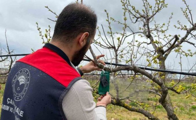 Kahverengi kokarca için tuzak takip çalışması