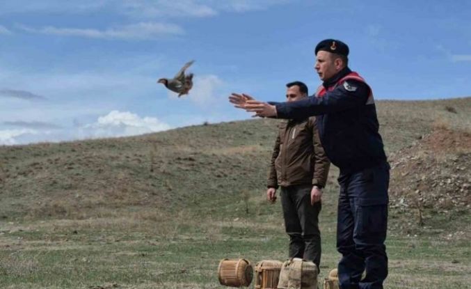 Kars’ta kaçak avcılara darbe: 51 canlı keklik doğaya kazandırıldı