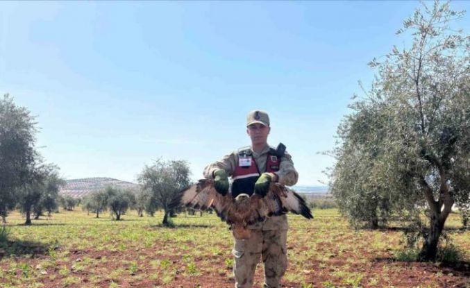 Kilis’te yaralı kızıl şahin bulundu