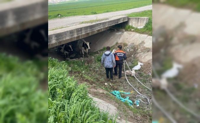 Köyden kaçan iki inek itfaiye ekiplerince yakalandı