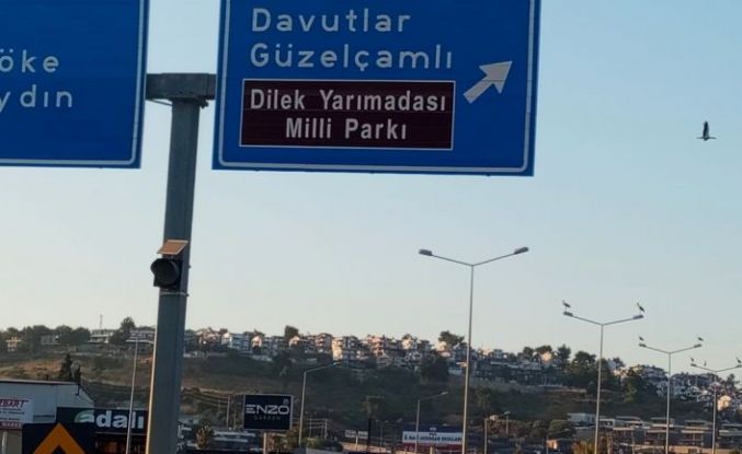 Kuşadası’nda leylekler geri döndü