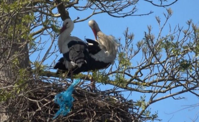 Leylek Ormanı şenlendi: Görenler hayran kaldı