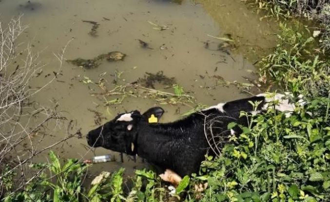 Su kanalına düşen inek itfaiye ekipleri tarafından kurtarıldı