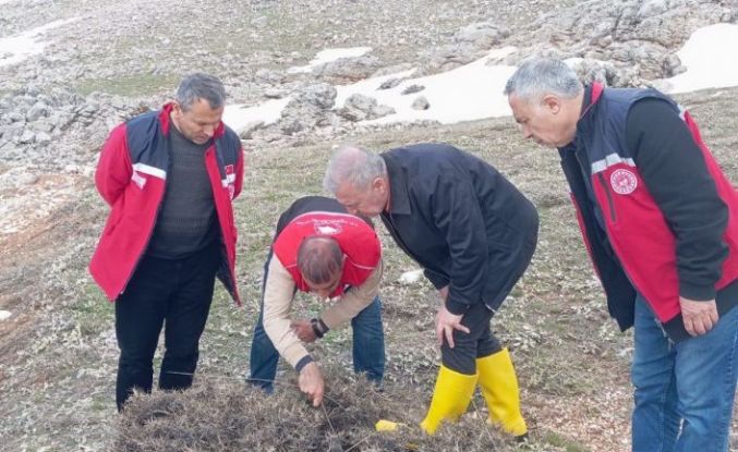 Süne mücadelesi için ilkbahar kışlak sürveyleri yapıldı