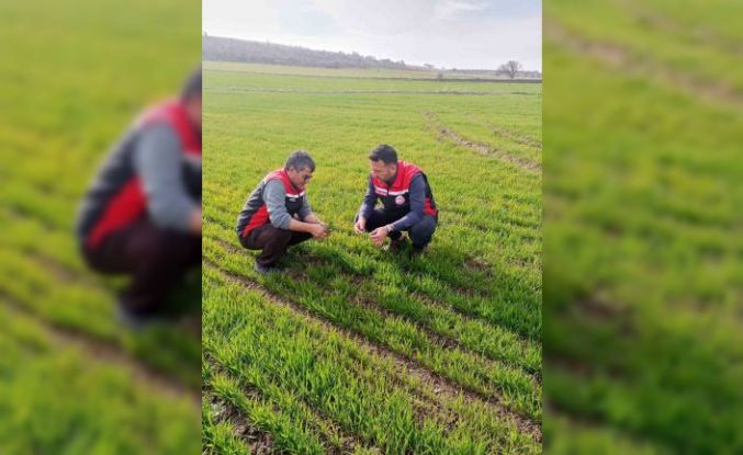 Tomarza’da zirai don uyarısı sonrası saha kontrolleri devam ediyor