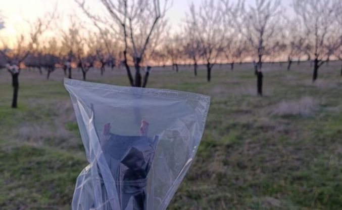 Uşak’ta badem üreticilerine don uyarısı