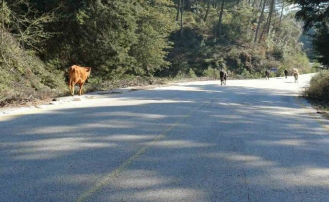 Yem fiyatları arttı, salma besicilik yeniden değer kazandı