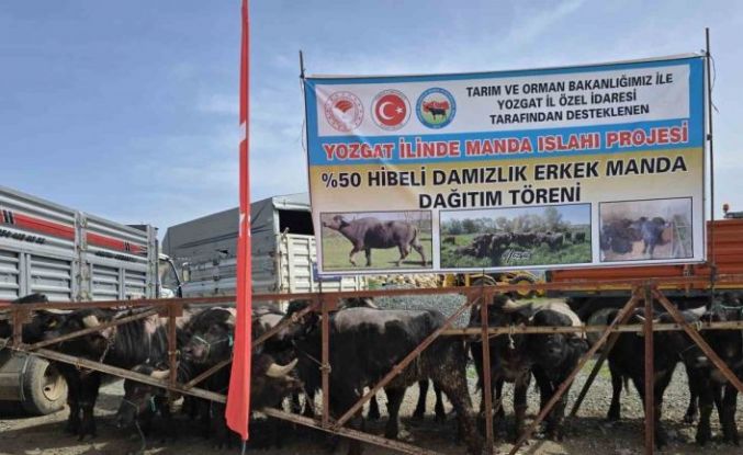 Yozgat’ta 20 manda üreticilere teslim edildi