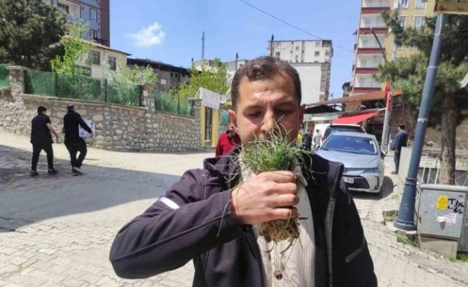 Zuzubak otu, köylüler için önemli bir gelir kapısı