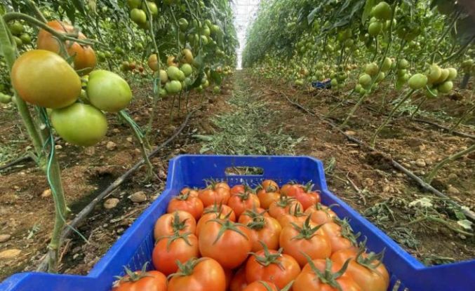 Antalya hallerinde Nisan ayında domatesin miktarı azaldı, fiyatı arttı