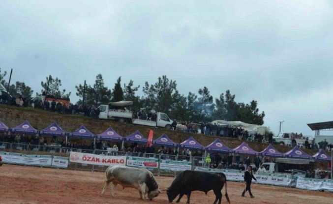 İzmir’de 3. Boğa Güreşleri Festivali heyecanı yaşandı