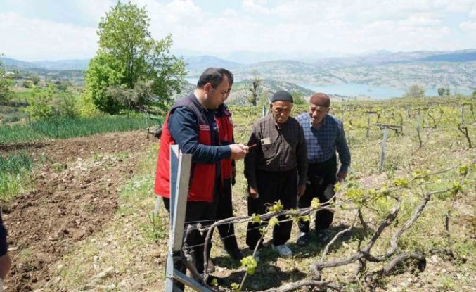 Kahramanmaraş’ta Kabarcık Üzüm’e koruma hamlesi