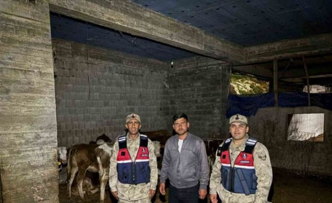 Kilis’te kaybolan 13 büyükbaş hayvan jandarma tarafından bulundu