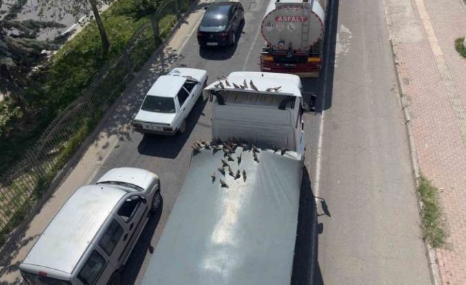 Kırmızı ışıkla birlikte kumruların ziyafeti başlıyor