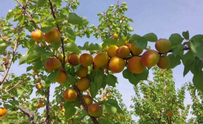 Mersin’de kayısı hasadı başladı, üretici verimden memnun