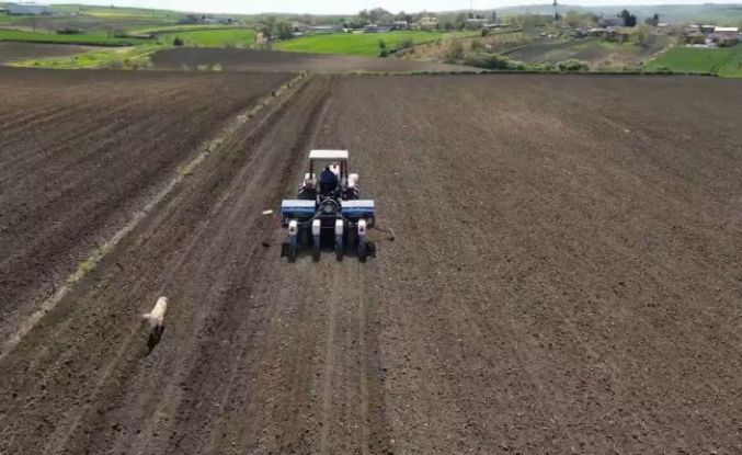 Tekirdağ’da ayçiçeği ekimi