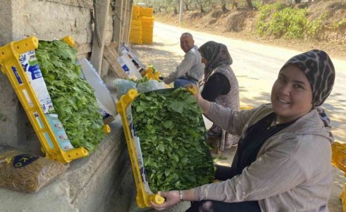 Üzümden önce yaprağı kazandırıyor