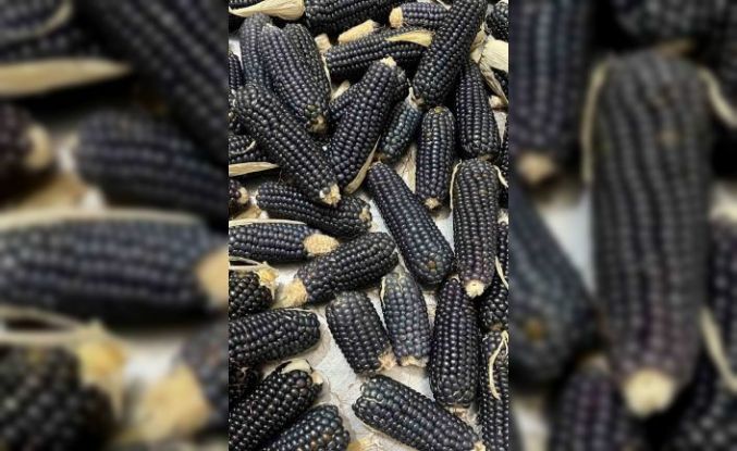 Oltu’nun mısırı da kehribarı gibi simsiyah