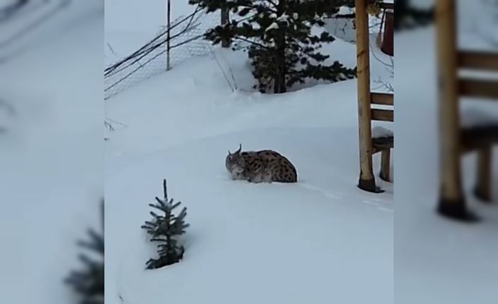 Gümüşhane’de bir evin bahçesinde vaşak görüntülendi