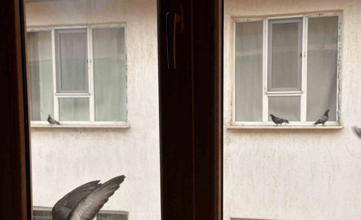 Yürekleri ısıtan davranış: Minik öğrenciden kuşlara ekmek