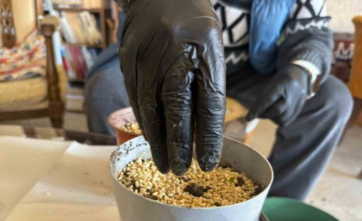 Iğdır’da Nevruz’un simgesi semeniler hazırlanmaya başlandı