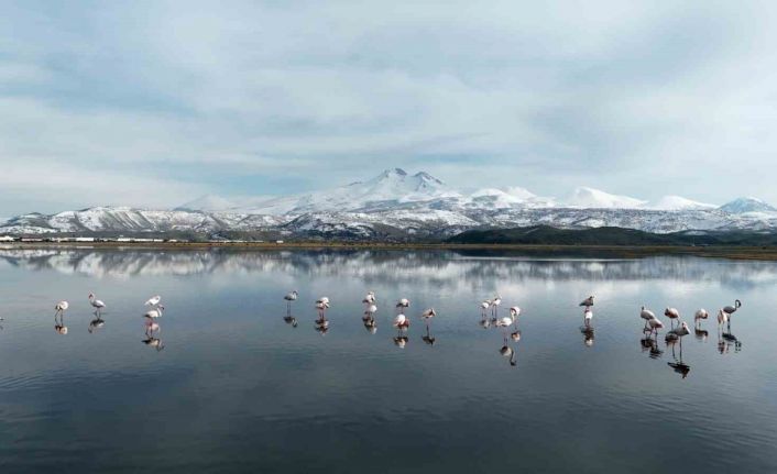 Kayseri’nin ilk flamingo kafilesi geldi