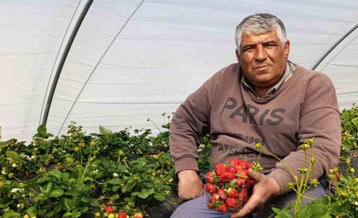 Köprübaşı çileği altın sezonunu yaşıyor