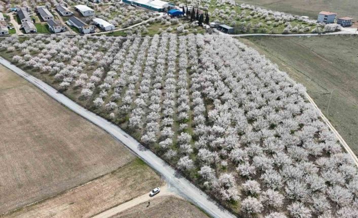 Malatya’da çiçek açan kayısı bahçeleri havadan görüntülendi