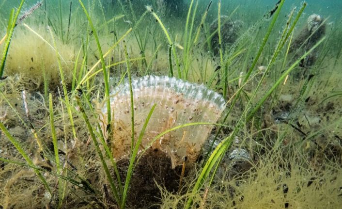 Marmara Denizi’nde kullanılan kaçak av aracı yakalandı