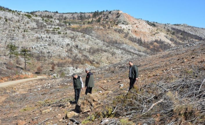 Mersin’de yangın sahalarında doğa yeniden canlanıyor