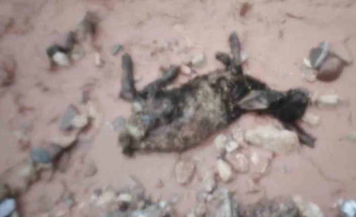 Şırnak’ta sel göçerleri vurdu: Hayvanlar telef oldu, çadırlar sular altında kaldı