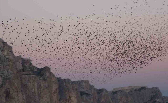 Van Kalesi’nde eşsiz bir gösteri: Sığırcık kuşları havada dans etti