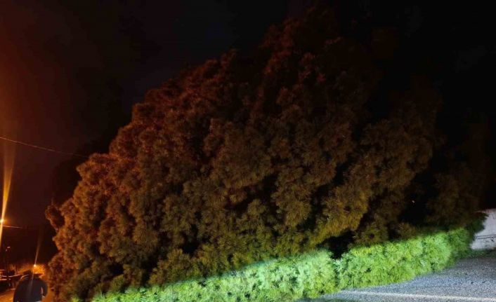 Yağış çam ağacını devirdi, ekipler çalışma başlattı