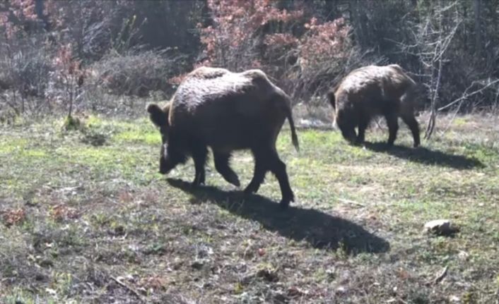 Yiyecek arayan yaban hayvanları fotokapanla görüntülendi
