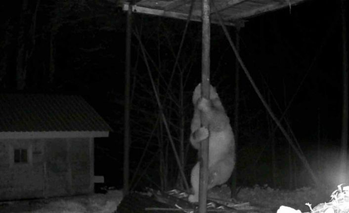 Aç kalan ayı kovanlara ulaşmak için düz demire tırmanmaya çalıştı