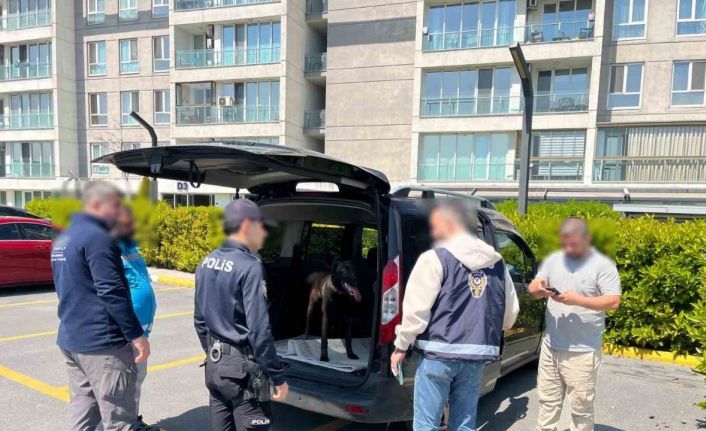 Avcılar’da köpeğe kötü muamelede bulunan şahıs yakalandı