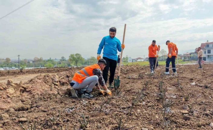 Başiskele’de 15 bin gül fidanı toprakla buluşuyor