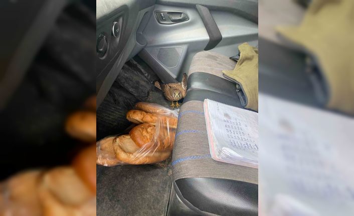 Dörtyol’da yaralı atmaca araca sığındı