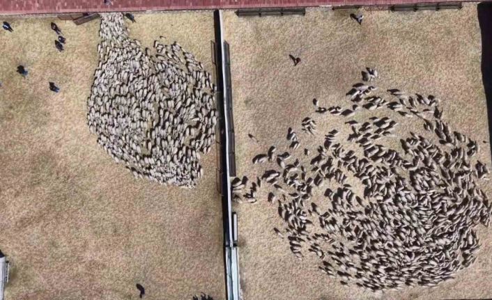 Kuzular anneleriyle buluştu, sevgi yumağı dron kamerasında