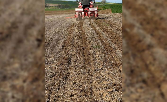 Tekirdağ’da ayçiçeği tohumları anıza ekim yöntemiyle toprakla buluştu