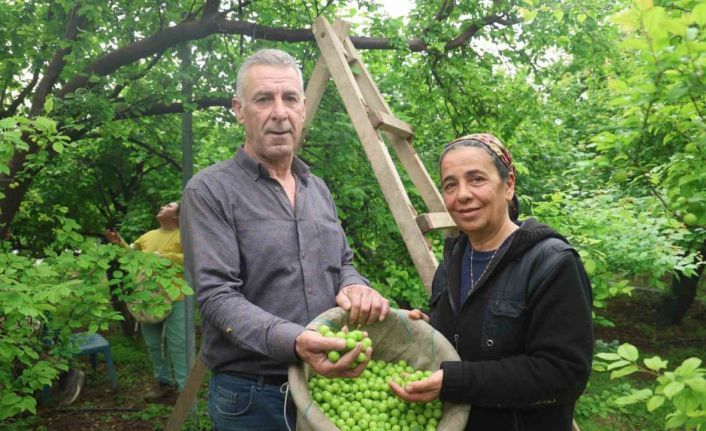Turfanda can eriği Avrupa ülkelerine ihraç ediliyor