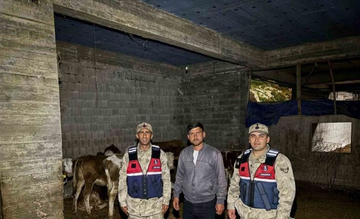 Kilis’te kaybolan 13 büyükbaş hayvan jandarma tarafından bulundu