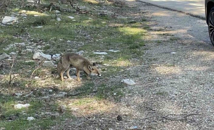 Uludağ dönüşü sürpriz misafir: Aç tilkiye peynirli kraker ikramı